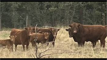 Small Dexter herd for sale registered Glenn Land bloodlines, located in Central California valley