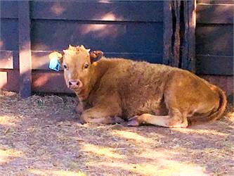Beautiful Dun Cow - Traditional/Legacy Lines - 8 years old