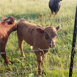 Dexter bull calves and young heifers