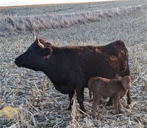 Registered Cow with Dun Heifer Calf