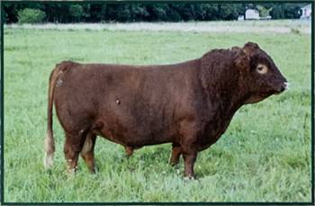 White-O-Morn Chief - 2006 and 2007 National Grand Champion Dexter Bull and 2007 Best in Show!  