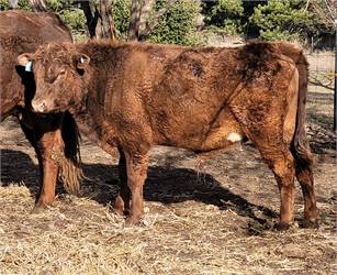 Homozygous polled, A2A2, ADCA registered bull