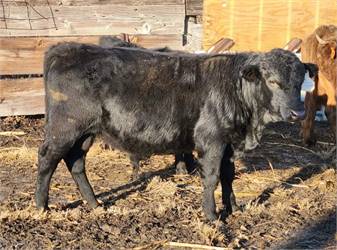 Glockenhof's Waldo Black Homozygous Polled A2A2 Bull