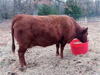 Larger Excellent A2A2 Cow