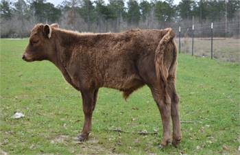 5 month old dun bull calf