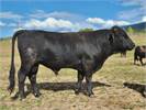 Dexter Bull, 17 months old, ADCA Registered, A2/A2, polled