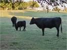 1 cow, 1 steer, 1 bull calf