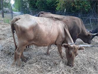 Dexter cows and heifer calves