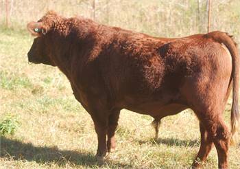 FF Freedom's Rock On "Rocky" Red Homozygous Polled Bull