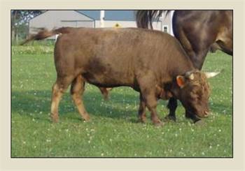 Grandma's Houdini - A2A2 Old Bloodline Dun Horned Bull 