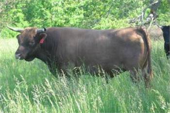 Shome Rowan - Dun Horned Bull