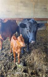 Dexter cow calf pair. Has been milked