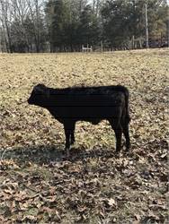 Registered Heifer