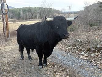 Mature Herd Bull