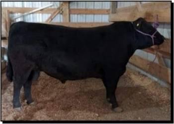 HC MMB Bryson - Black Polled Dexter Bull Semen AI Straws