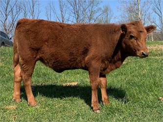 Beautiful Wild Red Heifer - Homo Polled - Rotationally Grazed