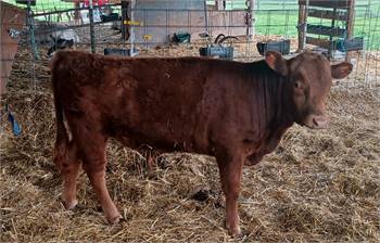 Great Bull calf, York, PA