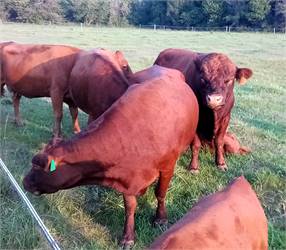 ADCA Registered Dexter Polled Cow/Heifer Calf Pair