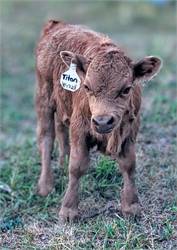  TITAN:  Registered ADCA bull calf, dun, A2A2, horned, born 8/17/2023 Chondro +