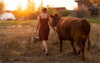 Buying a Dexter Family Milk Cow