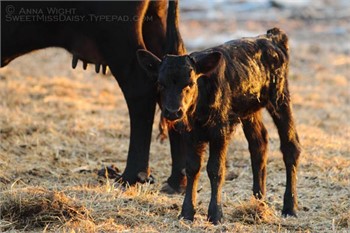 7 Tips for Better Farm Photos